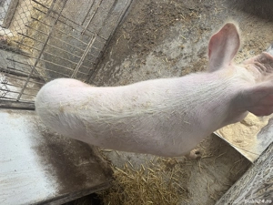 Porc marele alb  - imagine 3