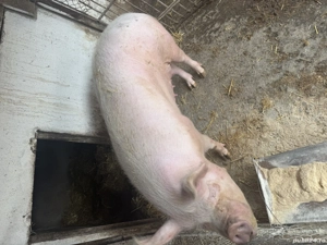 Porc marele alb  - imagine 2