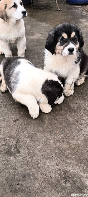 Căței de asia centrală  - imagine 2