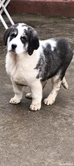 Căței de asia centrală  - imagine 3