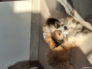 Vând pui de bichon shih-tzu  - imagine 4