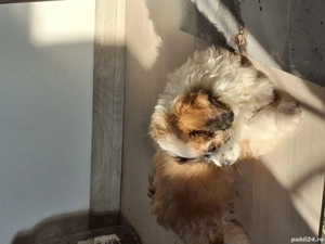 Vând pui de bichon shih-tzu  - imagine 2