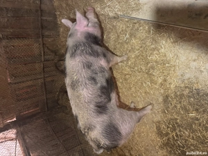 Porc pietrain de vânzare  - imagine 2