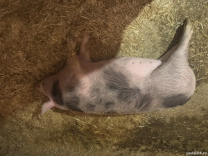 Porc pietrain de vânzare  - imagine 3