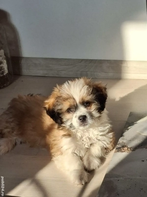 Vând pui de bichon shih-tzu  - imagine 3
