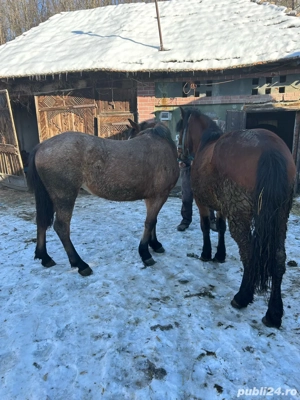 vand doua manze  - imagine 5