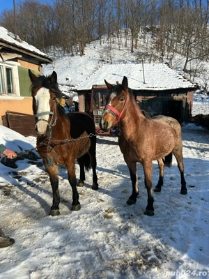 vand doua manze  - imagine 4