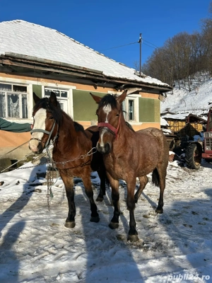 vand doua manze  - imagine 2