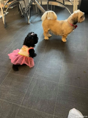 Fetita  ShihTzu rasa pura 100% - imagine 2
