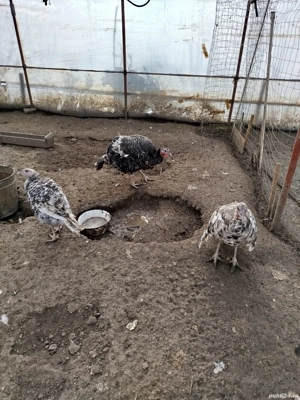 vind ce se vede in imaginea alaturata - imagine 3