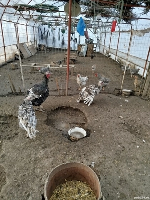 vind ce se vede in imaginea alaturata - imagine 2