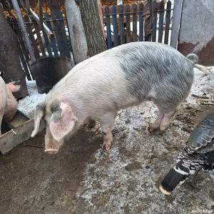 vier marele alb cu pietrean 