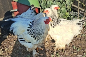 Gaini Brahma HD din Mai 2025 - imagine 2