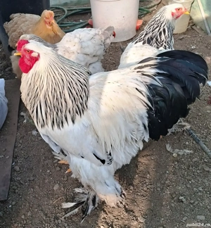 Gaini Brahma HD din Mai 2025 - imagine 3