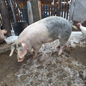 vier marele alb cu pietrean  - imagine 2