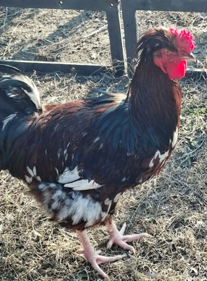 Gaini Brahma HD din Mai 2025 - imagine 4