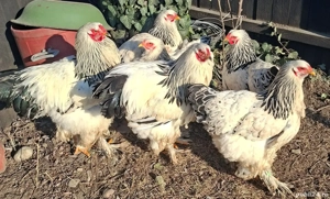 Gaini Brahma HD din Mai 2025