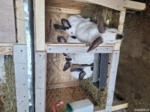 Vind Uriaș de Transilvania 