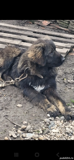 Vând mascul Ciobanesc Caucazian  - imagine 2