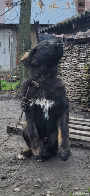 Vând mascul Ciobanesc Caucazian 