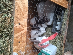 Vind Uriaș de Transilvania  - imagine 3