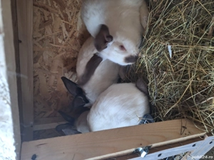 Vind Uriaș de Transilvania  - imagine 2