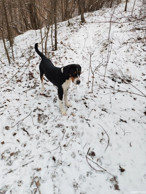 Copoi ardelenesc (tricolor) 