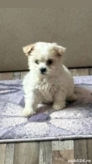 Pui bichon maltez fetița 