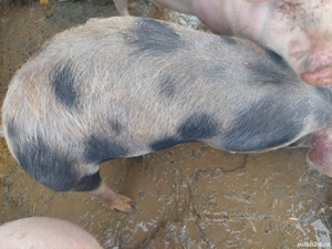 2 scrofite 60 70 kg  - imagine 3