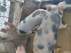 2 scrofite 60 70 kg  - imagine 2