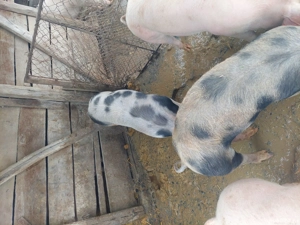 2 scrofite 60 70 kg  - imagine 5