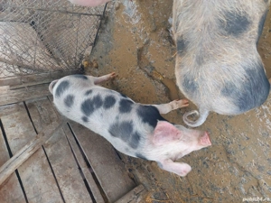 2 scrofite 60 70 kg  - imagine 4