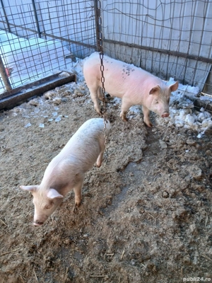 Vând șoldan și purcel - imagine 3