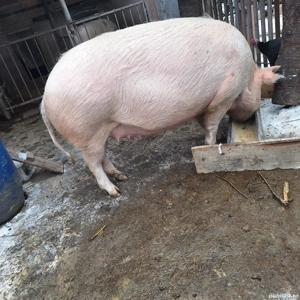 purcea marele alb cu pietrean 