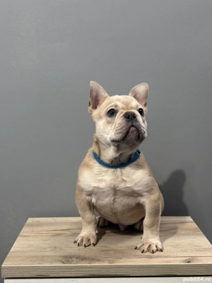 Bulldog francez de vanzare