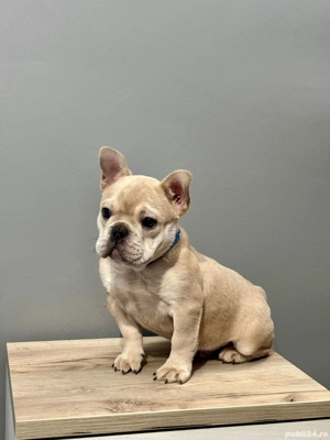Bulldog francez de vanzare - imagine 3