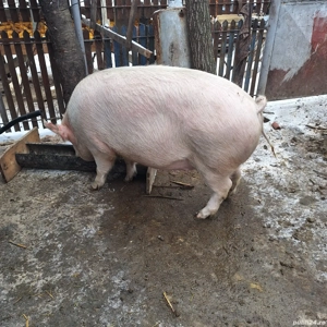 purcea marele alb cu pietrean  - imagine 2