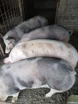 Porci de vanzare  - imagine 4
