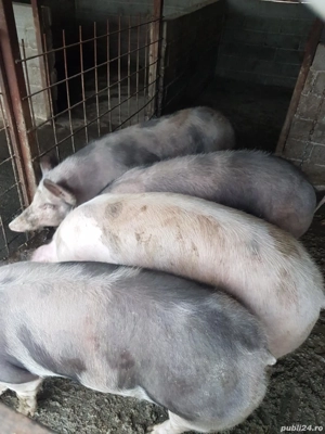 Porci de vanzare  - imagine 3
