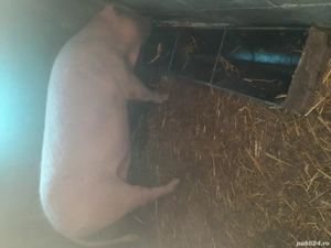 Vand scroafa Landrace gestanta