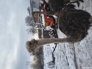 Struți de vanzare  - imagine 3