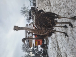 Struți de vanzare  - imagine 5