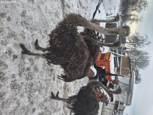 Struți de vanzare 