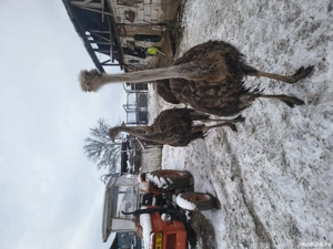 Struți de vanzare  - imagine 2