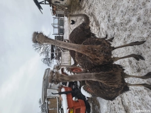 Struți de vanzare  - imagine 4