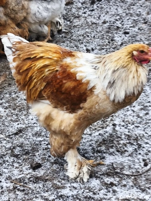 Cocoși Brahma tineri  - imagine 3