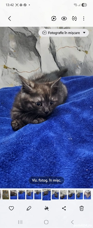 motnelul british-tigrat   - imagine 2