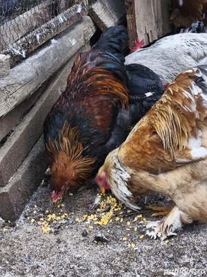 Cocoși Brahma tineri  - imagine 5