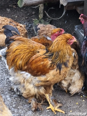 Cocoși Brahma tineri 