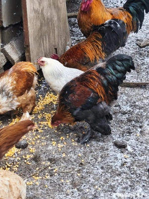 Cocoși Brahma tineri  - imagine 2